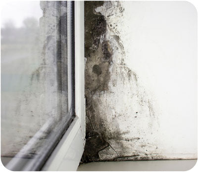 mold